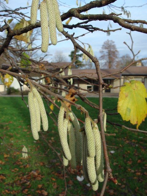 Corylus avellana fleur male